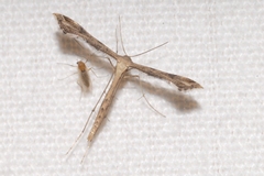 Stenoptilodes taprobanes