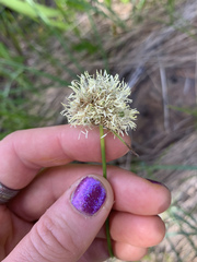 Calliscirpus criniger
