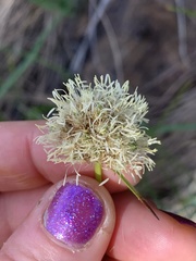 Calliscirpus criniger