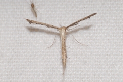 Stenoptilodes taprobanes