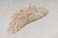 Idaea subsaturata