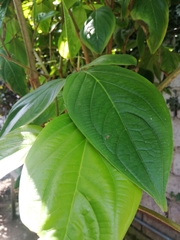 Piper carpunya