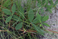 Baptisia cinerea