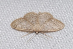 Idaea subsaturata