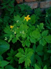 Chelidonium majus