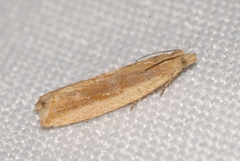Bactra lancealana