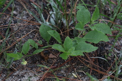 Physalis lanceolata