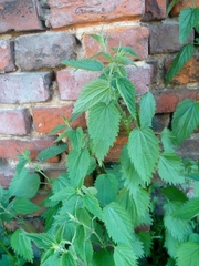 Urtica dioica