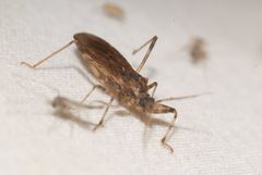 Oncocephalus squalidus