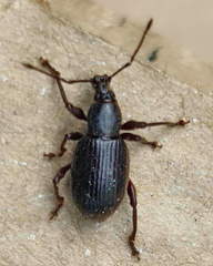 Otiorhynchus meridionalis