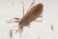 Oncocephalus squalidus