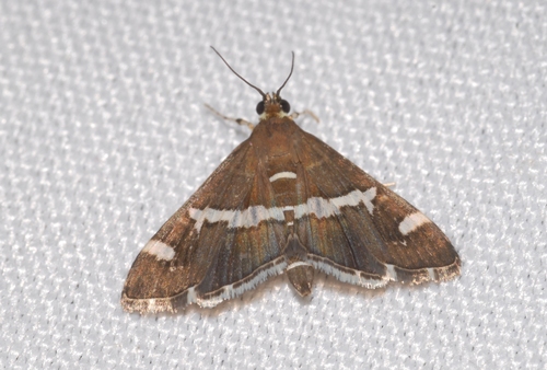 Spoladea recurvalis