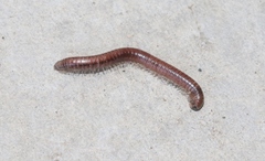 Aniulus