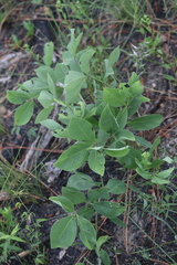 Baptisia cinerea