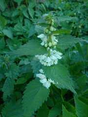 Lamium album