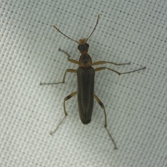 Cephaloon lepturides