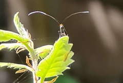 Adela australis