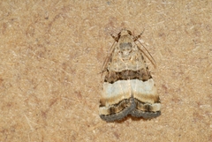 Pseudozarba bipartita