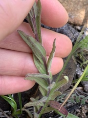 Castilleja brevilobata