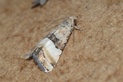 Pseudozarba bipartita