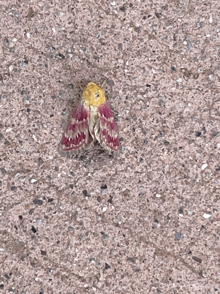 Schinia sanrafaeli
