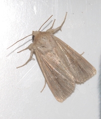 Mythimna congrua