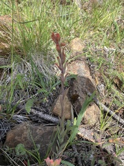 Castilleja brevilobata