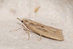 Agriphila tersellus