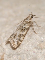 Eudonia lineola