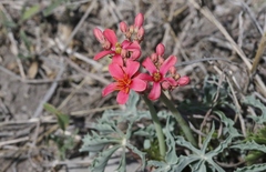 Jatropha cathartica