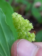 Maianthemum racemosum