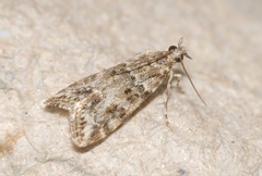 Eudonia lineola