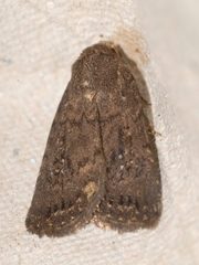 Caradrina germainii
