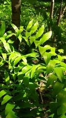 Polygonatum