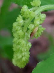 Maianthemum racemosum