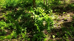 Polygonatum