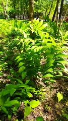 Polygonatum