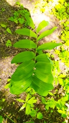 Polygonatum