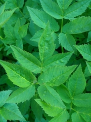 Aegopodium podagraria