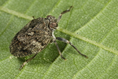 Issus muscaeformis