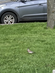 Turdus pilaris