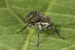 Issus muscaeformis