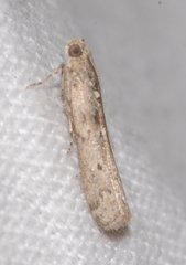Ancylosis oblitella