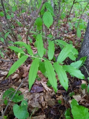 Maianthemum racemosum
