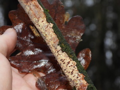 Vuilleminia comedens