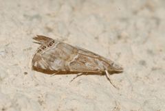 Euchromius cambridgei