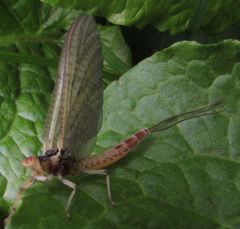 Ephemera danica