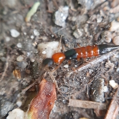 Paederus schoenherri