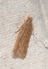 Helcystogramma triannulella