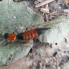 Paederus schoenherri